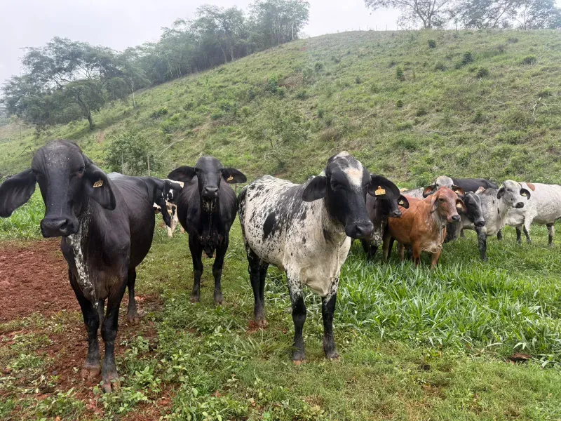 Fazenda em Malacacheta/Minas Gerais — Ref KD9S38 — Imagem 11
