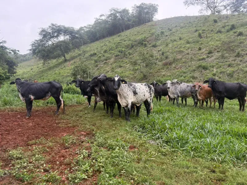 Fazenda em Malacacheta/Minas Gerais — Ref KD9S38 — Imagem 13