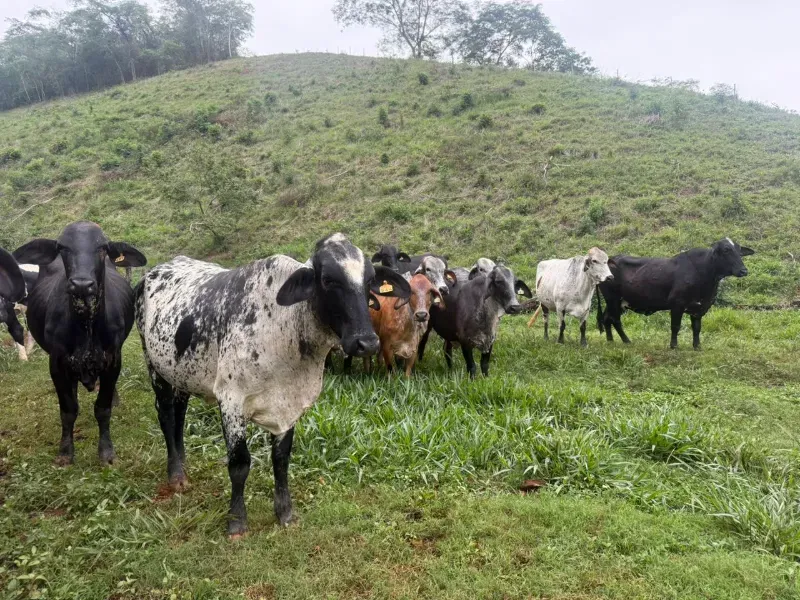 Fazenda em Malacacheta/Minas Gerais — Ref KD9S38 — Imagem 14