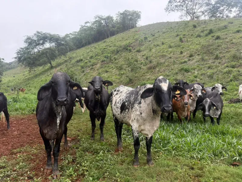 Fazenda em Malacacheta/Minas Gerais — Ref KD9S38 — Imagem 12