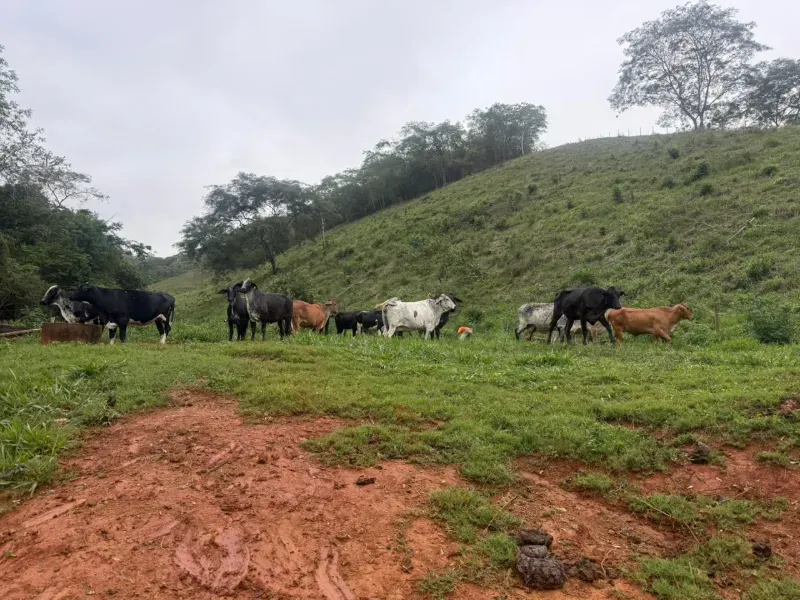 Fazenda em Malacacheta/Minas Gerais — Ref KD9S38 — Imagem 38