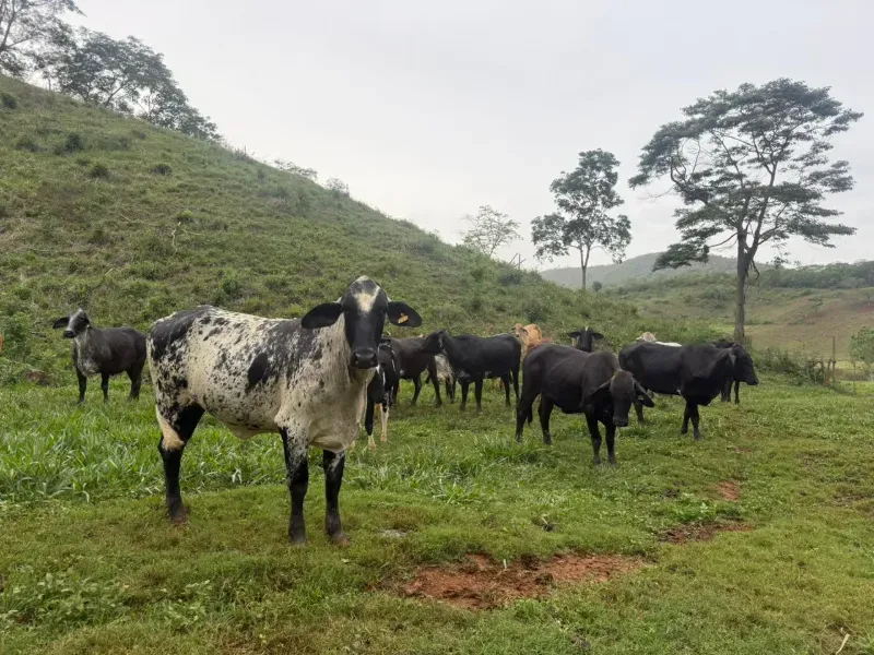 Fazenda em Malacacheta/Minas Gerais — Ref KD9S38 — Imagem 15