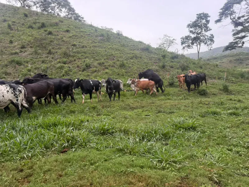 Fazenda em Malacacheta/Minas Gerais — Ref KD9S38 — Imagem 16
