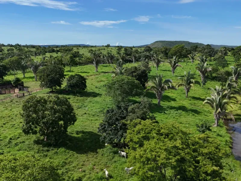 Fazenda em Nova Xavantina/Mato Grosso — Ref PO0T0F — Imagem 8