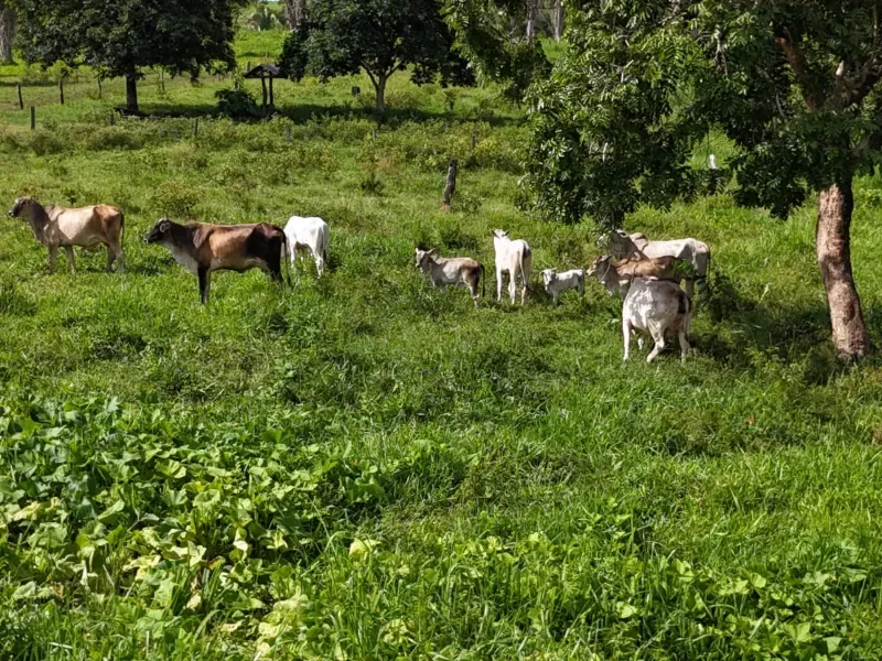 Fazenda em Nova Xavantina/Mato Grosso — Ref PO0T0F — Imagem 6