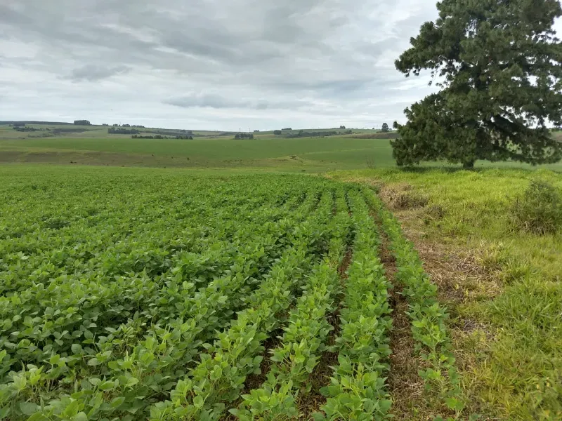 Fazenda em Sacramento/Minas Gerais — Ref Q17MHX — Imagem 16