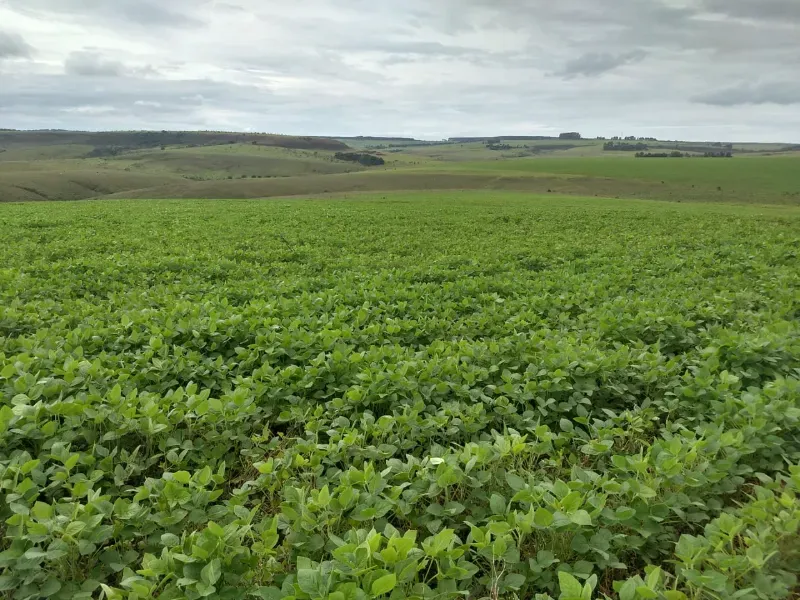 Fazenda em Sacramento/Minas Gerais — Ref Q17MHX — Imagem 18