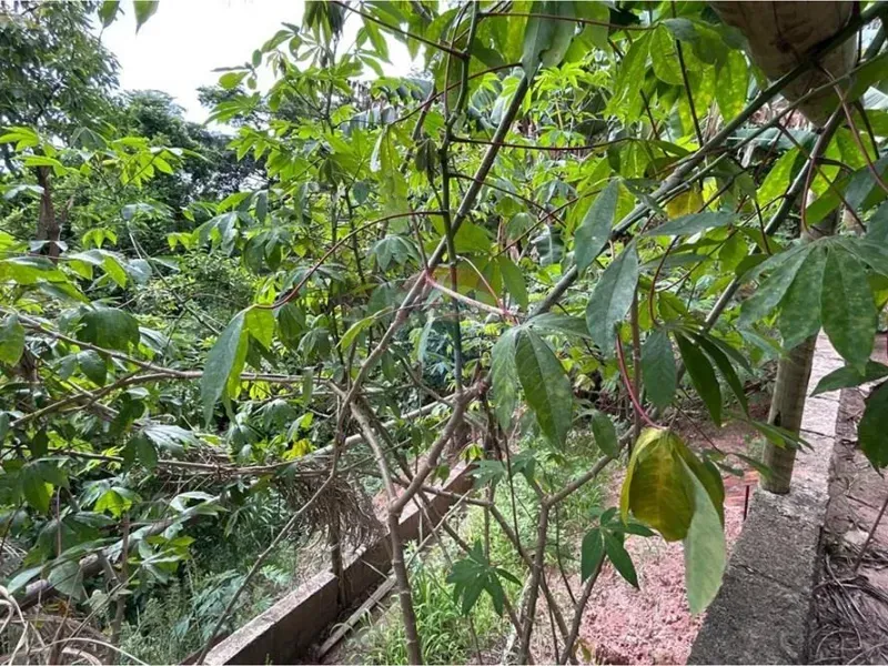 Chácara em Jarinu/São Paulo — Ref 4P8Q6J — Imagem 45