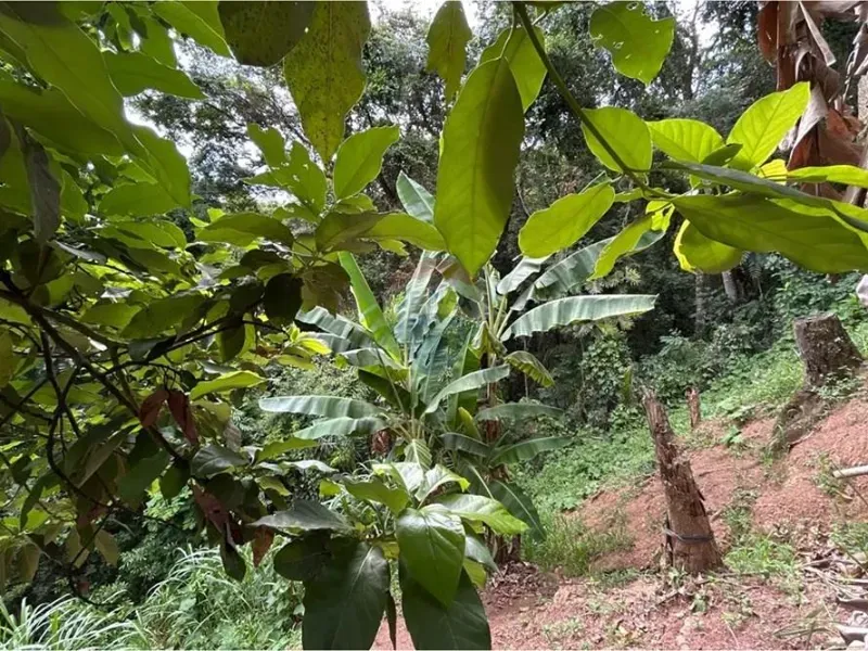 Chácara em Jarinu/São Paulo — Ref 4P8Q6J — Imagem 48