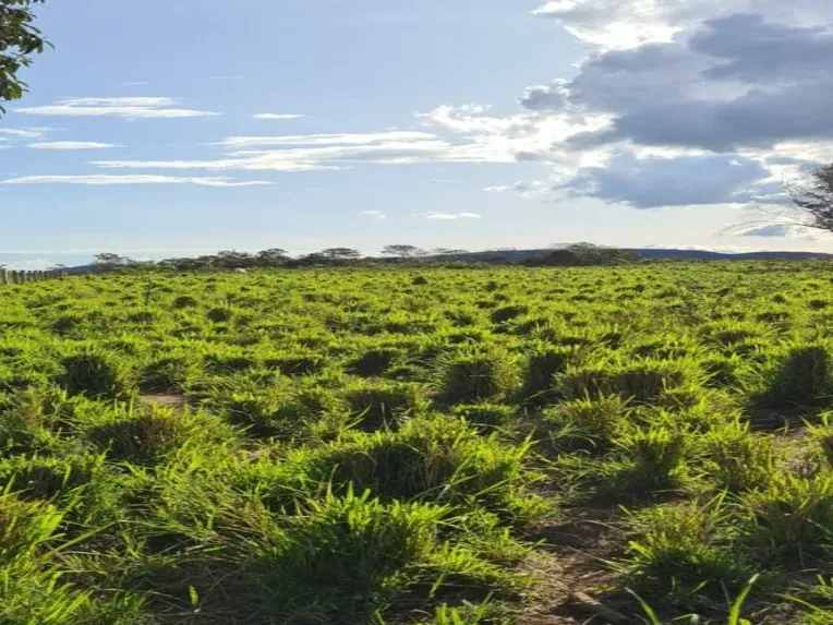 Fazenda em Cocalinho/Mato Grosso — Ref QNDMKI — Imagem 9