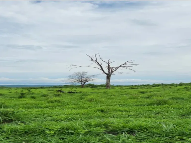 Fazenda em Cocalinho/Mato Grosso — Ref QNDMKI — Imagem 7