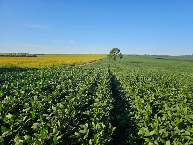 Fazenda em Caiapônia/Goiás — Ref U2B2Y7 — Imagem 7