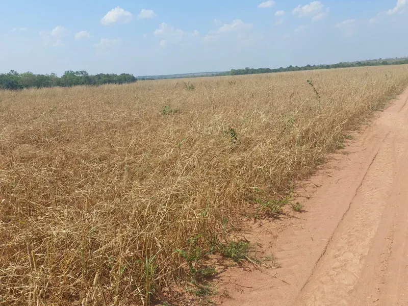 Fazenda em Jangada/Mato Grosso — Ref A3JQ1H — Imagem 16