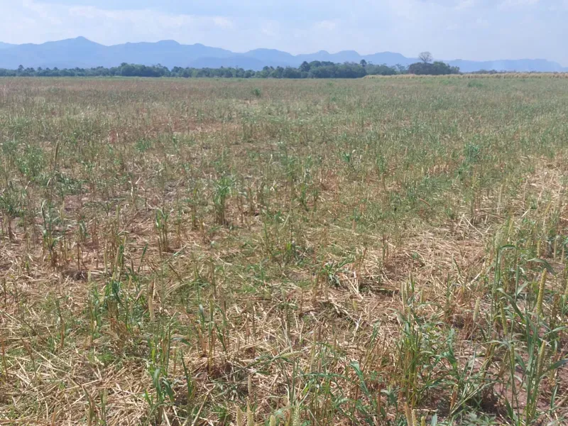 Fazenda em Jangada/Mato Grosso — Ref A3JQ1H — Imagem 7