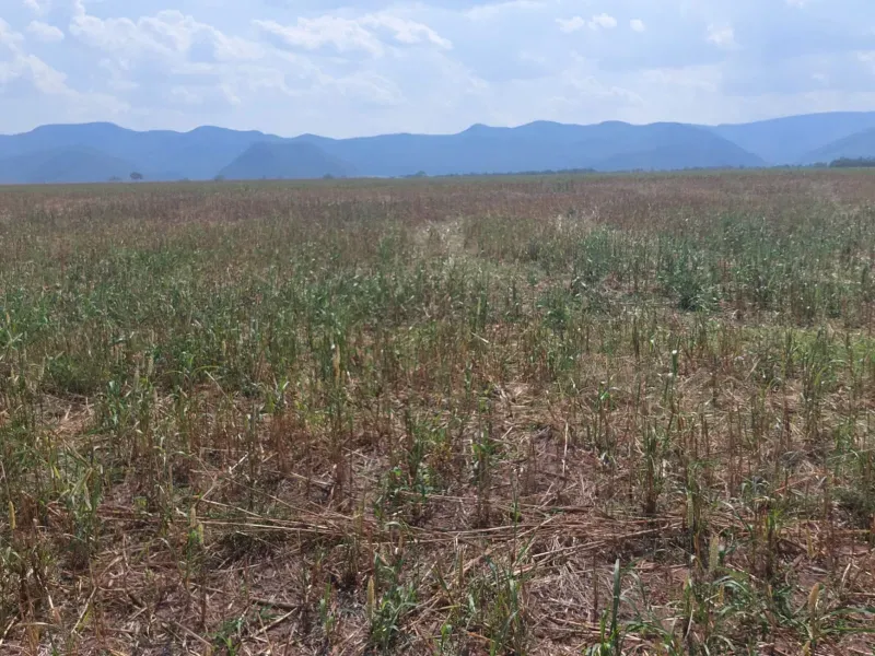 Fazenda em Jangada/Mato Grosso — Ref A3JQ1H — Imagem 8