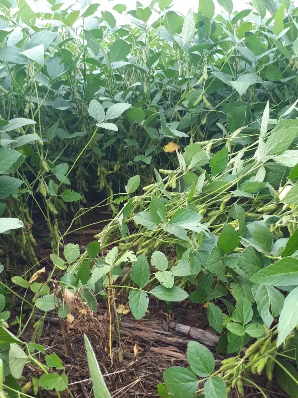 Fazenda em Santa Terezinha/Mato Grosso — Ref 09IJA9 — Imagem 14