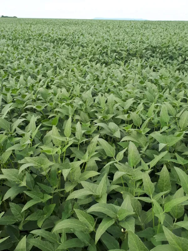 Fazenda em Santa Terezinha/Mato Grosso — Ref 09IJA9 — Imagem 13