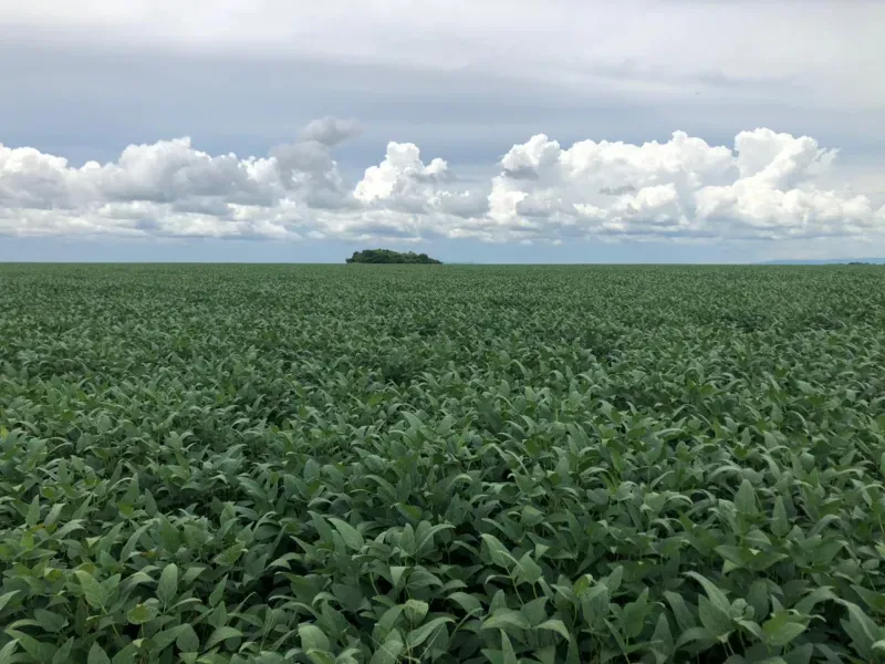 Fazenda em Santa Terezinha/Mato Grosso — Ref 09IJA9 — Imagem 11
