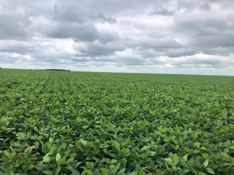 Fazenda em Santa Terezinha/Mato Grosso — Ref 09IJA9 — Imagem 10