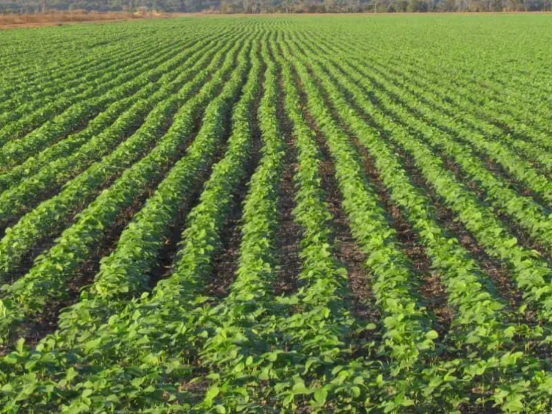 Fazenda em Canarana/Mato Grosso — Ref SVTH0C — Imagem 2