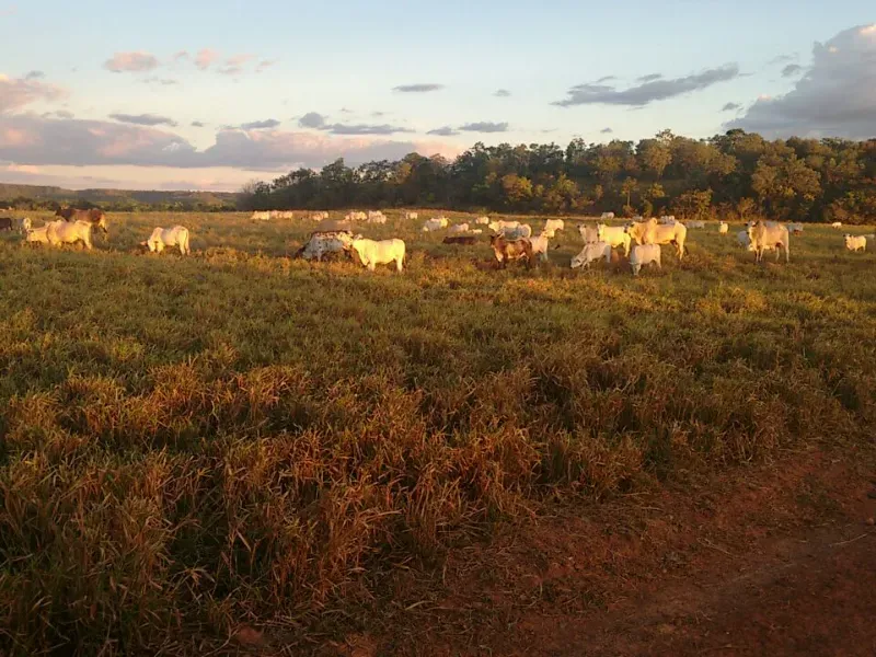 Fazenda em Goiatins/Tocantins — Ref Q7KJ32 — Imagem 1