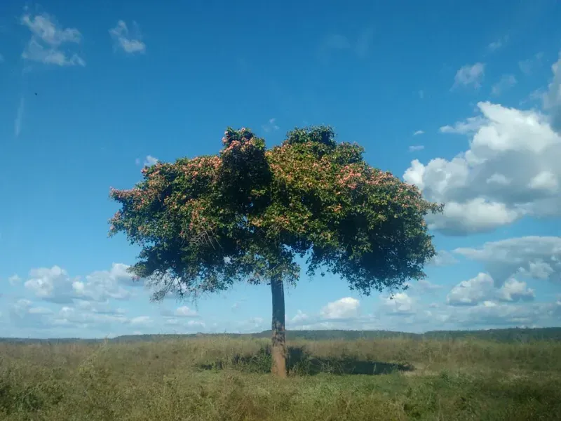 Fazenda em Goiatins/Tocantins — Ref Q7KJ32 — Imagem 12