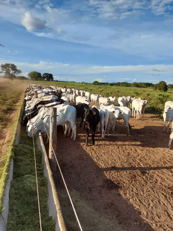 Fazenda em Goiatins/Tocantins — Ref Q7KJ32 — Imagem 3