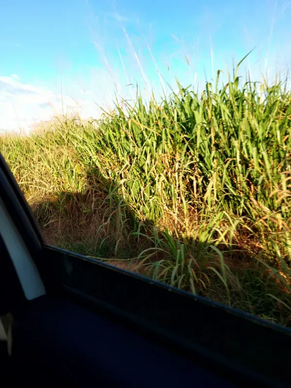 Fazenda em Goiatins/Tocantins — Ref Q7KJ32 — Imagem 13