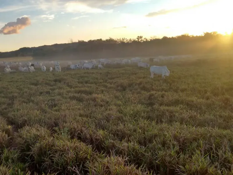 Fazenda em Goiatins/Tocantins — Ref Q7KJ32 — Imagem 14
