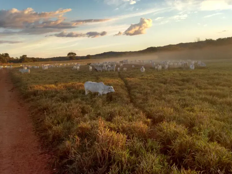 Fazenda em Goiatins/Tocantins — Ref Q7KJ32 — Imagem 2