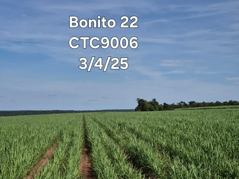 Fazenda em Ribeirão Preto/São Paulo — Ref 9DDK8K — Imagem 20