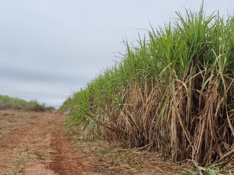 Fazenda em Ribeirão Preto/São Paulo — Ref 9DDK8K — Imagem 23