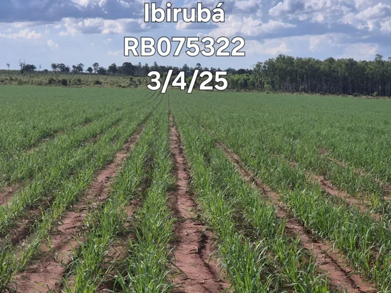 Fazenda em Ribeirão Preto/São Paulo — Ref 9DDK8K — Imagem 18