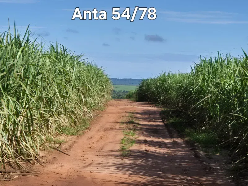 Fazenda em Ribeirão Preto/São Paulo — Ref 9DDK8K — Imagem 25