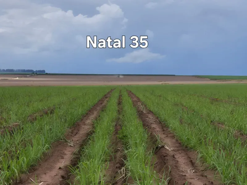 Fazenda em Ribeirão Preto/São Paulo — Ref 9DDK8K — Imagem 21