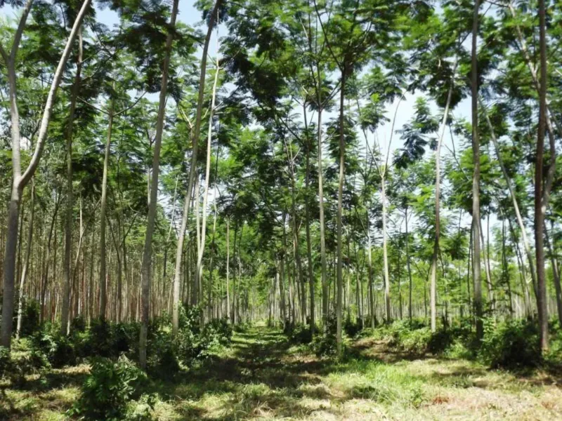 Fazenda em Tucuruí/Pará — Ref SU7204 — Imagem 5