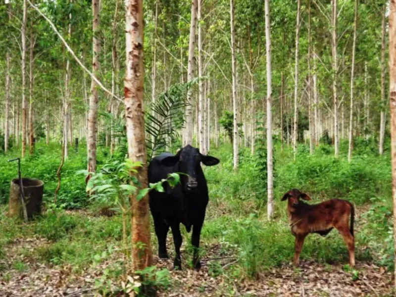 Fazenda em Tucuruí/Pará — Ref SU7204 — Imagem 6