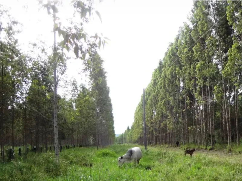 Fazenda em Tucuruí/Pará — Ref SU7204 — Imagem 8