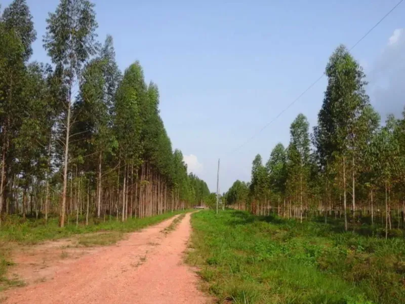 Fazenda em Tucuruí/Pará — Ref SU7204 — Imagem 14