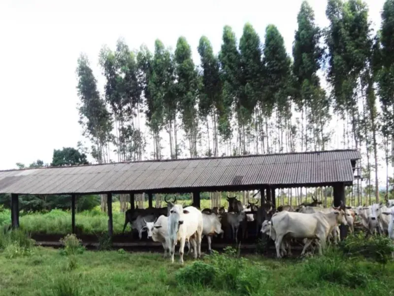 Fazenda em Tucuruí/Pará — Ref SU7204 — Imagem 12