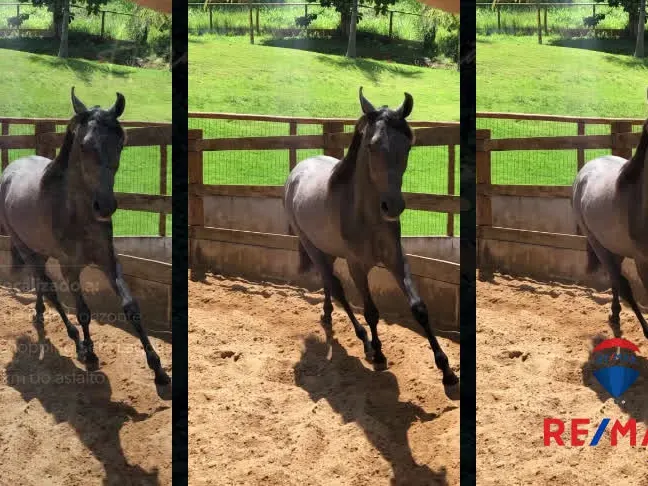 Haras em Sete Lagoas/Minas Gerais — Ref D2KXLE — Imagem 12