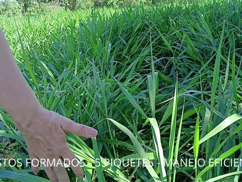 Fazenda em Biquinhas/Minas Gerais — Ref UIPT4F — Imagem 33