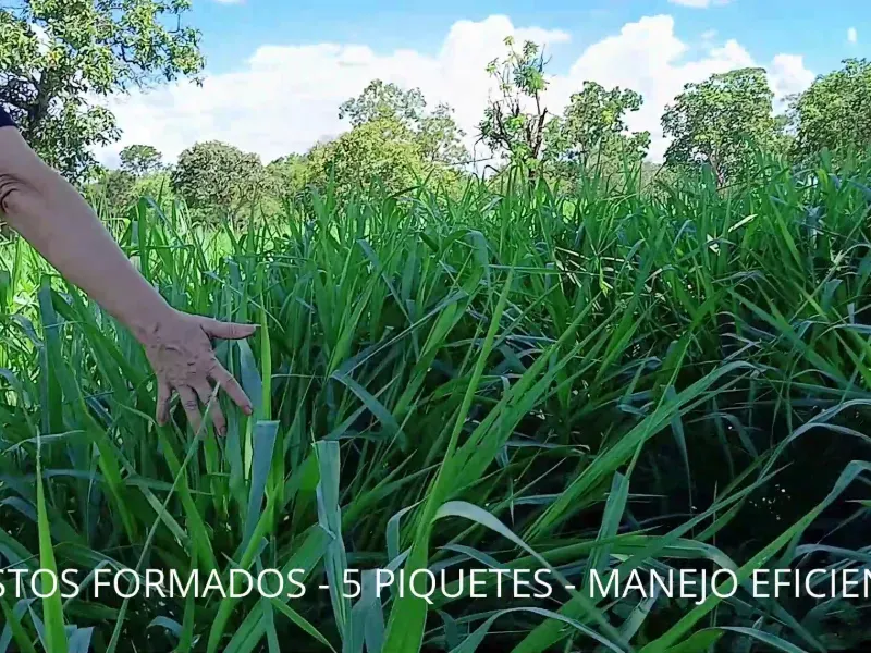 Fazenda em Biquinhas/Minas Gerais — Ref UIPT4F — Imagem 34