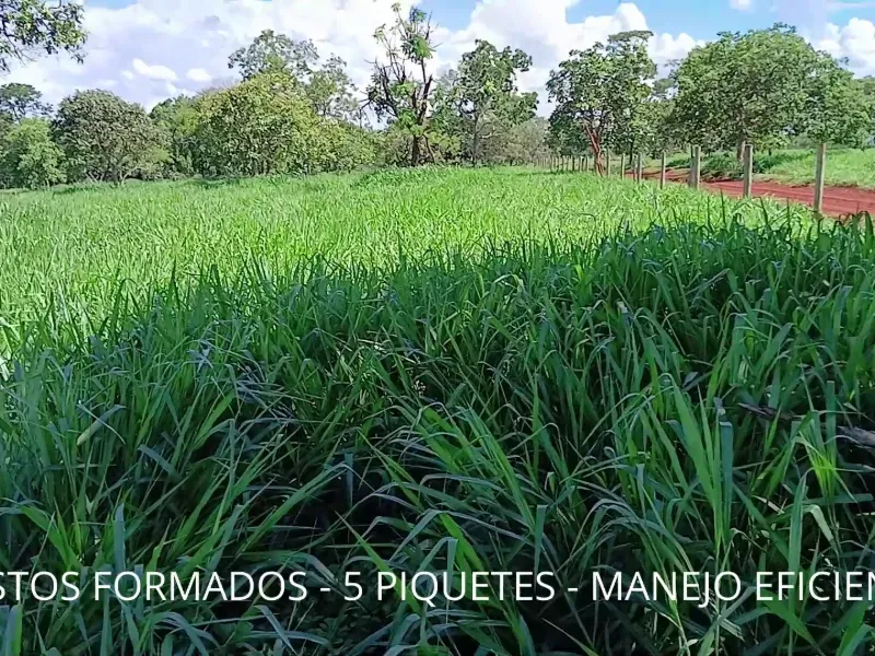 Fazenda em Biquinhas/Minas Gerais — Ref UIPT4F — Imagem 36