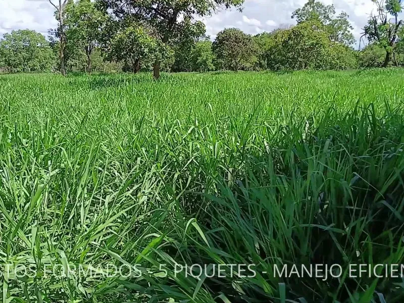 Fazenda em Biquinhas/Minas Gerais — Ref UIPT4F — Imagem 37