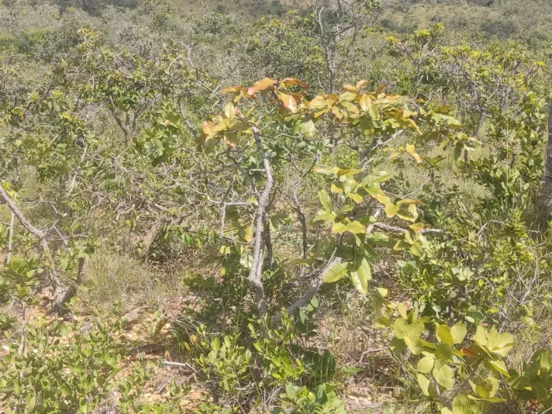 Fazenda em Jaboticatubas/Minas Gerais — Ref 08FDMA — Imagem 4