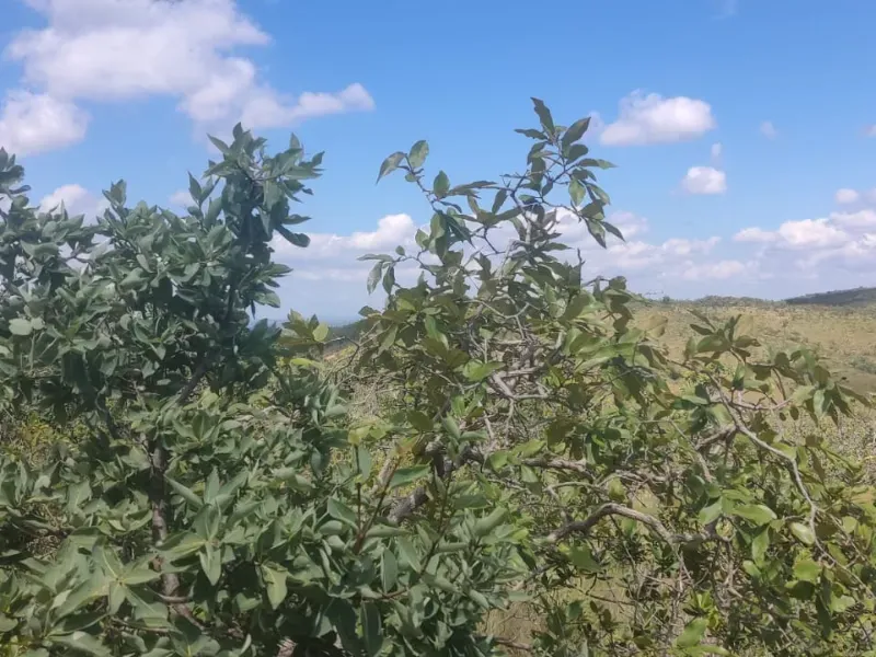 Fazenda em Jaboticatubas/Minas Gerais — Ref 08FDMA — Imagem 7