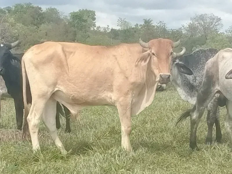 Fazenda em Esmeraldas/Minas Gerais — Ref WGXFMN — Imagem 7