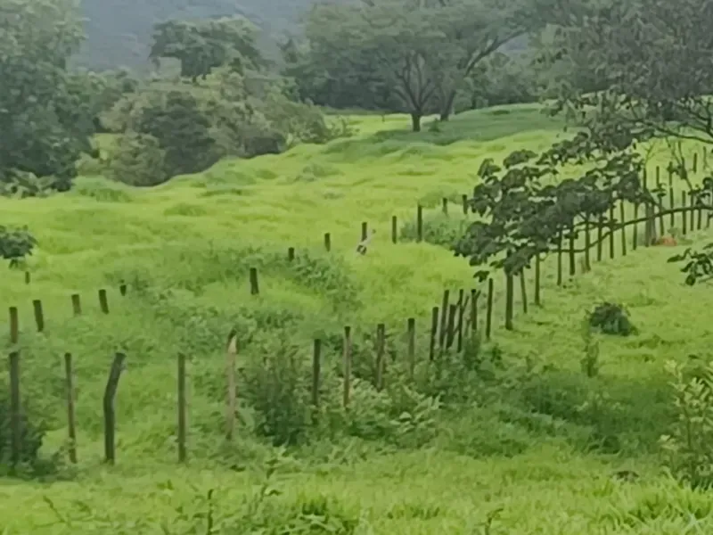 Fazenda em Esmeraldas/Minas Gerais — Ref WGXFMN — Imagem 10