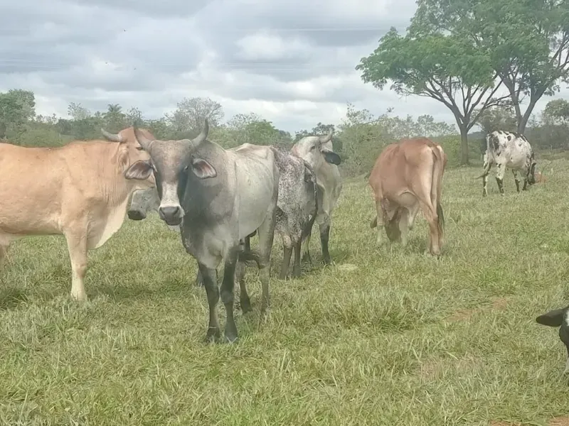 Fazenda em Esmeraldas/Minas Gerais — Ref WGXFMN — Imagem 11